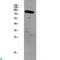 G Protein-Coupled Receptor Kinase 2 antibody, LS-C813428, Lifespan Biosciences, Western Blot image 