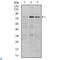 Ribosomal Protein S6 Kinase A3 antibody, LS-C812763, Lifespan Biosciences, Western Blot image 