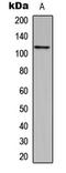 Centriolar Coiled-Coil Protein 110 antibody, LS-C354576, Lifespan Biosciences, Western Blot image 