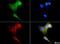 Hsp70-2 antibody, NBP1-77455, Novus Biologicals, Immunofluorescence image 