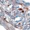 Jagged Canonical Notch Ligand 1 antibody, PA5-46970, Invitrogen Antibodies, Immunohistochemistry frozen image 