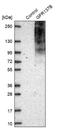 Integral membrane protein GPR137B antibody, NBP1-86934, Novus Biologicals, Western Blot image 