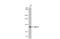 NLR Family Pyrin Domain Containing 2 antibody, GTX110886, GeneTex, Western Blot image 