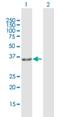 Glycerol-3-phosphate dehydrogenase 1-like protein antibody, H00023171-D01P, Novus Biologicals, Western Blot image 