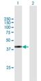 Sad1 And UNC84 Domain Containing 5 antibody, H00140732-B02P, Novus Biologicals, Western Blot image 