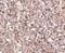 T-cell surface glycoprotein YE1/48 antibody, NBP1-76983, Novus Biologicals, Immunohistochemistry paraffin image 