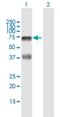 Hyaluronan Binding Protein 2 antibody, H00003026-B01P, Novus Biologicals, Western Blot image 