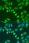 L-2-Hydroxyglutarate Dehydrogenase antibody, A15192, ABclonal Technology, Western Blot image 