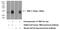 TMIE antibody, 25470-1-AP, Proteintech Group, Western Blot image 