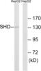 Src Homology 2 Domain Containing Transforming Protein D antibody, LS-C120386, Lifespan Biosciences, Western Blot image 