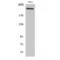 Fibronectin 1 antibody, LS-C383537, Lifespan Biosciences, Western Blot image 