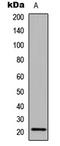 Calmodulin Like 6 antibody, LS-C354293, Lifespan Biosciences, Western Blot image 