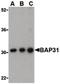 B Cell Receptor Associated Protein 31 antibody, LS-B449, Lifespan Biosciences, Western Blot image 