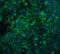 Cell Death Inducing DFFA Like Effector A antibody, 2089, QED Bioscience, Immunofluorescence image 