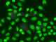 RNA Polymerase II Subunit J antibody, A1843, ABclonal Technology, Immunofluorescence image 