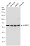 LON Peptidase N-Terminal Domain And Ring Finger 2 antibody, GTX118170, GeneTex, Western Blot image 