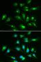 CD46 Molecule antibody, LS-C748563, Lifespan Biosciences, Immunofluorescence image 