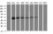 Mitochondrial tRNA-specific 2-thiouridylase 1 antibody, LS-C174377, Lifespan Biosciences, Western Blot image 