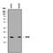 Myeloid Derived Growth Factor antibody, AF1147, R&D Systems, Western Blot image 