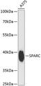 SPARC antibody, 15-569, ProSci, Western Blot image 