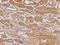 PDZ And LIM Domain 4 antibody, 204641-T10, Sino Biological, Immunohistochemistry frozen image 