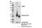 NLR Family CARD Domain Containing 4 antibody, 12421S, Cell Signaling Technology, Immunoprecipitation image 