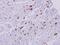 Major Histocompatibility Complex, Class II, DR Alpha antibody, PA5-27553, Invitrogen Antibodies, Immunohistochemistry frozen image 