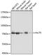 HSP73 antibody, 18-662, ProSci, Western Blot image 