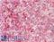 Tubulin Gamma 1 antibody, LS-B7653, Lifespan Biosciences, Immunohistochemistry frozen image 