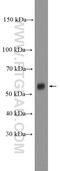 Chloride Channel CLIC Like 1 antibody, 26680-1-AP, Proteintech Group, Western Blot image 