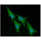 Acid Phosphatase 1 antibody, GTX57643, GeneTex, Immunocytochemistry image 