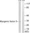 Myogenic Factor 5 antibody, LS-C199292, Lifespan Biosciences, Western Blot image 