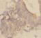 Alpha-2-Glycoprotein 1, Zinc-Binding antibody, FNab09639, FineTest, Immunohistochemistry paraffin image 