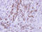 MX Dynamin Like GTPase 1 antibody, LS-C186144, Lifespan Biosciences, Immunohistochemistry frozen image 