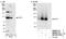 RTF1 Homolog, Paf1/RNA Polymerase II Complex Component antibody, NB100-61052, Novus Biologicals, Western Blot image 