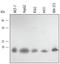 Peroxiredoxin 5 antibody, AF3774, R&D Systems, Western Blot image 