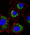 Cytochrome C Oxidase Subunit 6B1 antibody, A10285-1, Boster Biological Technology, Immunofluorescence image 