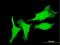 Mlp antibody, H00008048-M03, Novus Biologicals, Immunocytochemistry image 