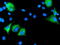 Prolyl 3-Hydroxylase 1 antibody, M06697-1, Boster Biological Technology, Immunofluorescence image 