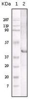 LIPA antibody, A03895, Boster Biological Technology, Western Blot image 