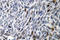 Minichromosome Maintenance Complex Component 4 antibody, LS-C177430, Lifespan Biosciences, Immunohistochemistry frozen image 