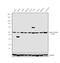 Tubulin Gamma 1 antibody, PA1-28042, Invitrogen Antibodies, Western Blot image 