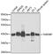 TAR DNA Binding Protein antibody, GTX32912, GeneTex, Western Blot image 
