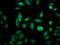 Ras Homolog, MTORC1 Binding antibody, CSB-RA170650A0HU, Cusabio, Immunofluorescence image 