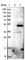 Olfactomedin Like 1 antibody, HPA039735, Atlas Antibodies, Western Blot image 