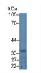 Growth Differentiation Factor 3 antibody, LS-C686767, Lifespan Biosciences, Western Blot image 