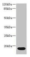 Interleukin 36 Receptor Antagonist antibody, LS-C372068, Lifespan Biosciences, Western Blot image 