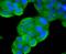 Phosphatase And Tensin Homolog antibody, A00006S380, Boster Biological Technology, Immunocytochemistry image 