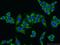 Nuclear FMR1 Interacting Protein 2 antibody, 17752-1-AP, Proteintech Group, Immunofluorescence image 
