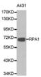 Replication Protein A1 antibody, abx000943, Abbexa, Western Blot image 